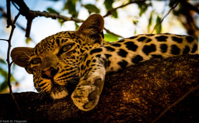 Sleeping Leopard